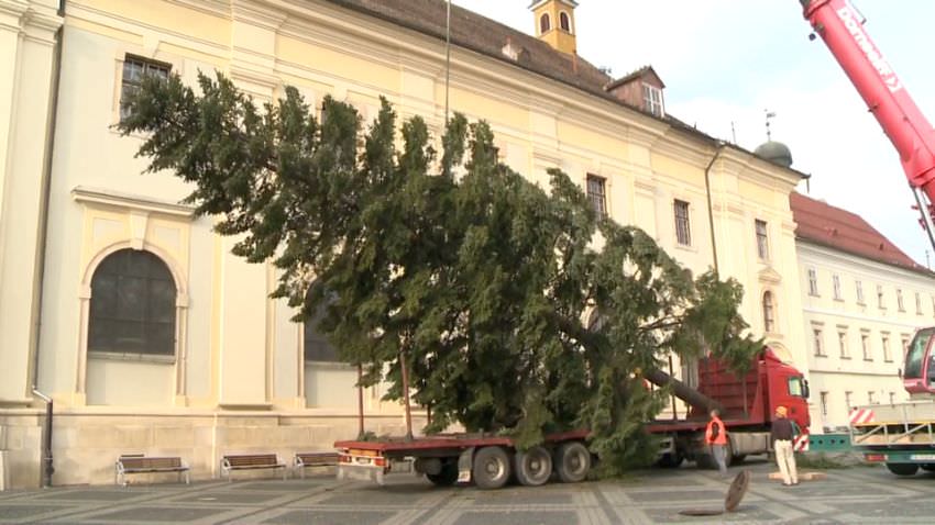 update video foto bradul de crăciun a sosit în centrul sibiului. are 19 metri înălțime!