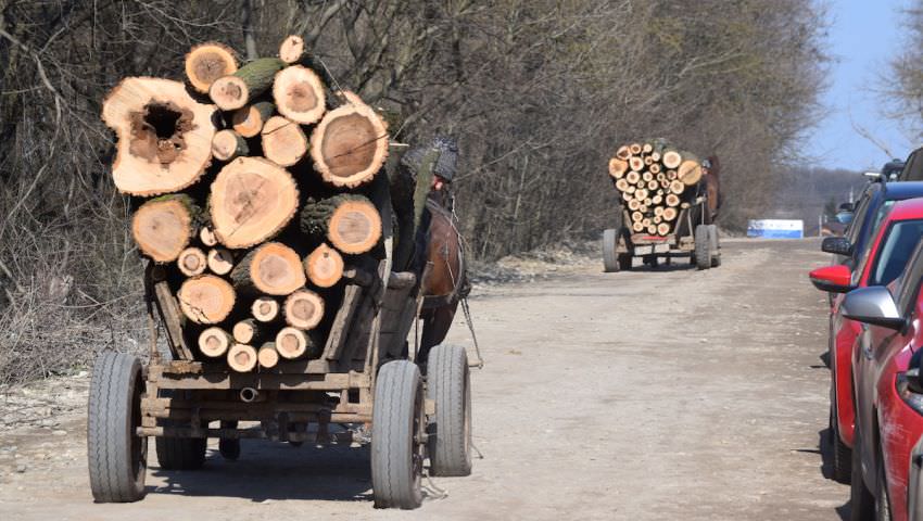 Transport ilegal de lemne descoperit în trafic la Orlat