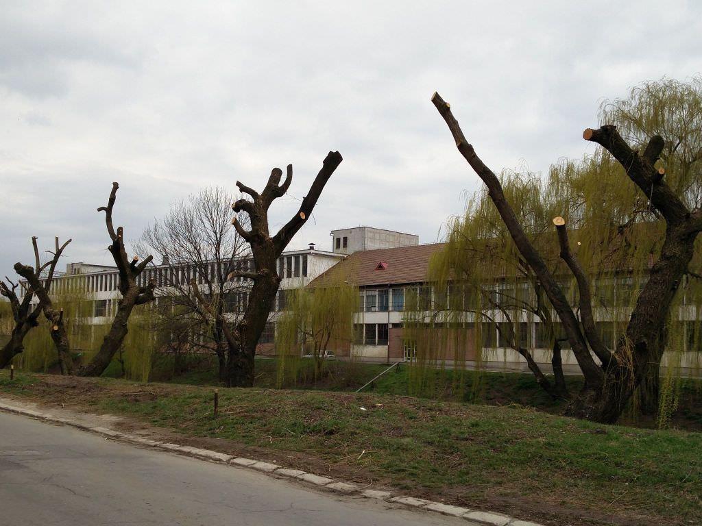 foto – salciile de pe malul cibinului, desfigurate la propriu. explicatia primariei sibiu!