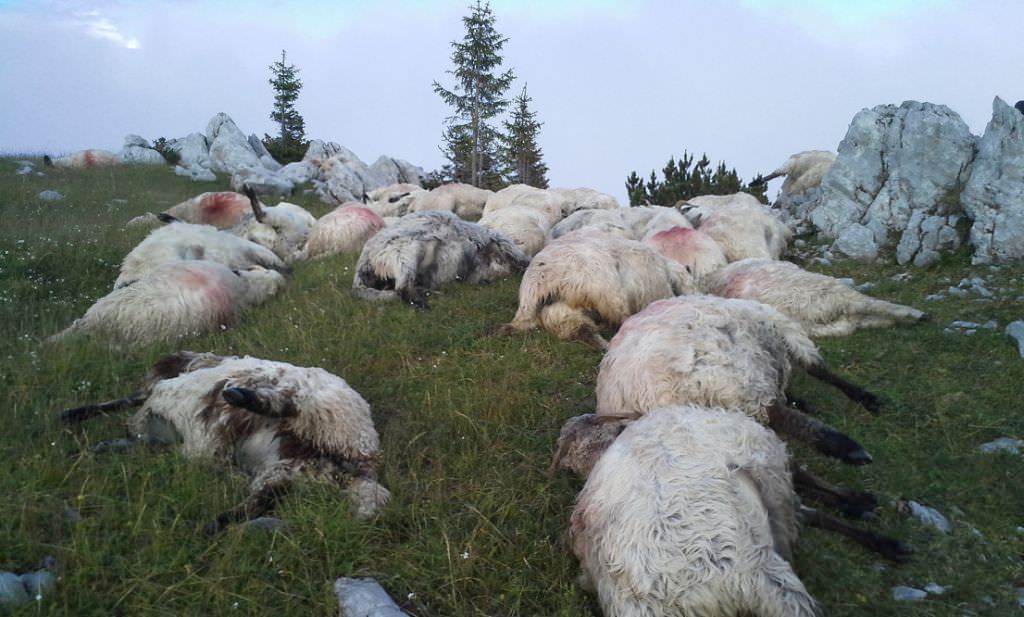 video – un urs terorizează locuitorii din râul sadului. a omorât într-o singură noapte 12 oi!