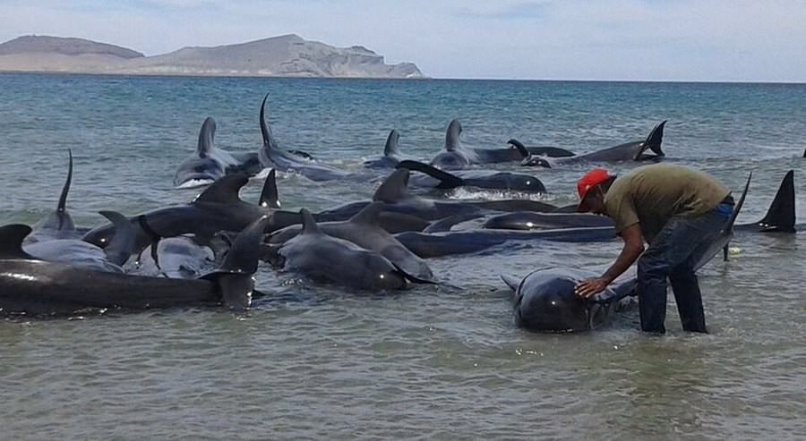 foto - zeci de balene au eșuat pe o plajă din mexic. câte au fost salvate de autorități!