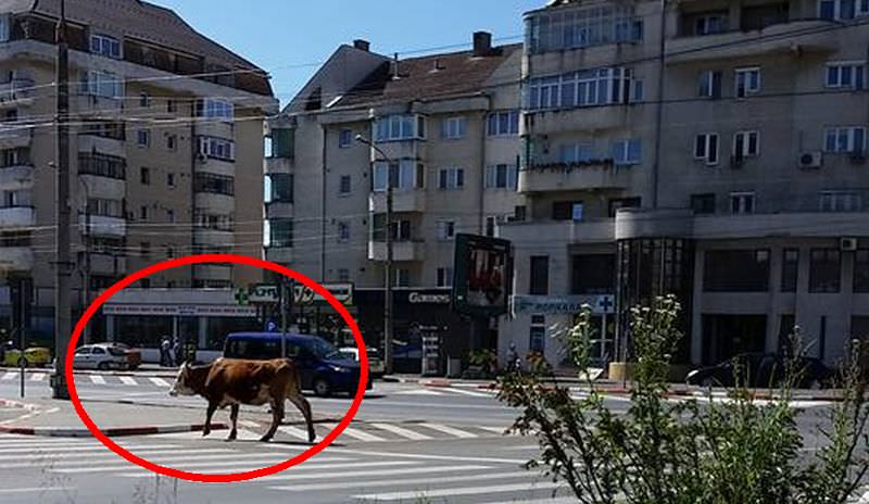 fotografii incredibile surprinse în sibiu. o vacă se plimbă nestingherită pe calea turnișorului!