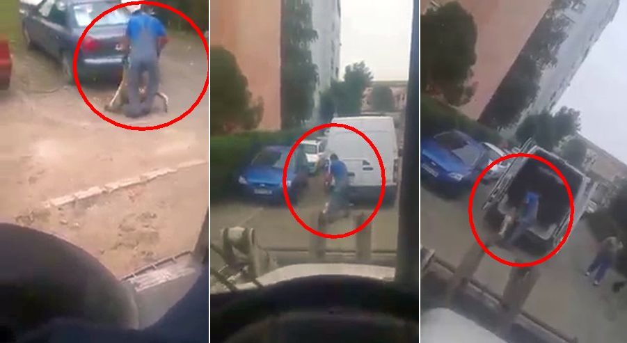 video – imagini barbare la sibiu. câine supus unui tratament inuman de hingheri