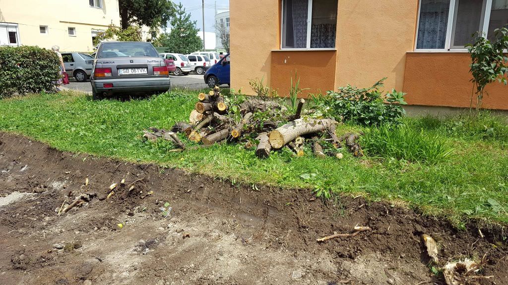 foto – zeci de sibieni scandalizați de tăierea copacilor și gardului viu din zona mihai viteazu. s-a cerut intervenția primarului