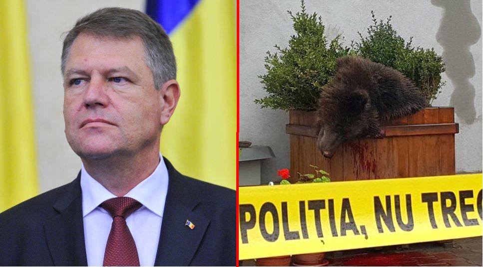 video – klaus iohannis ia atitudine în cazul ursului ucis la sibiu: ”acel incident m-a întristat. am urmărit stupefiat acele imagini”