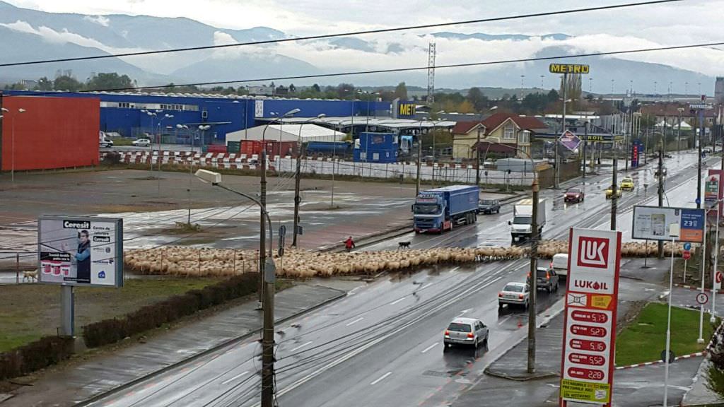 foto – cu oile la plimbare pe una din cele mai circulate străzi din sibiu. au blocat și traficul