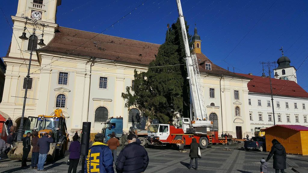 foto - bradul de craciun a ajuns in piata mare. vezi live cum se monteaza