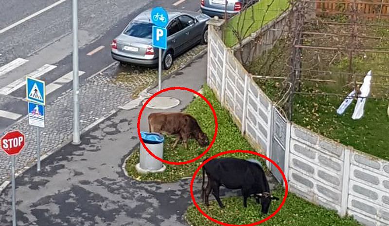 foto - vaci la păscut în sibiu. au apărut din nou în valea aurie