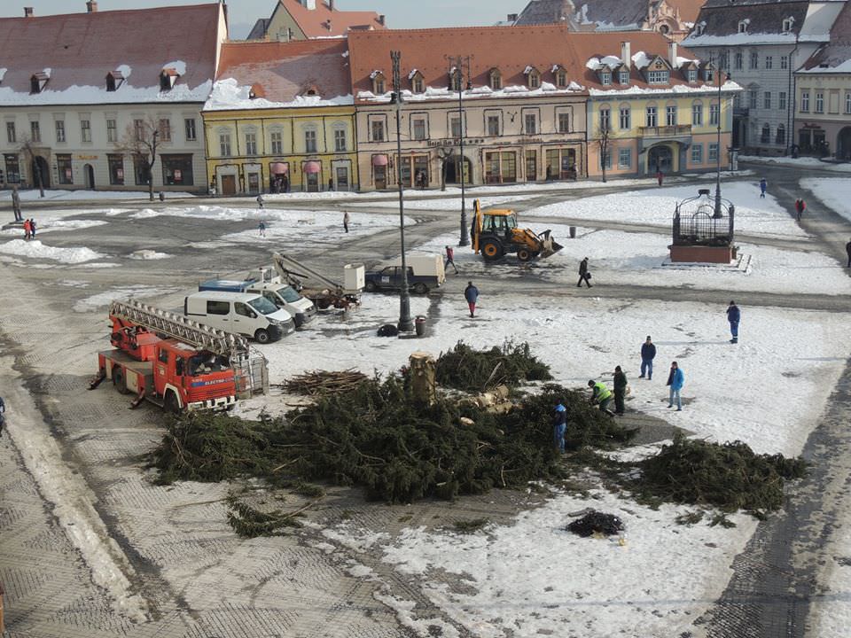 primăria donează bradul de crăciun din piața mare. unde va ajunge acesta