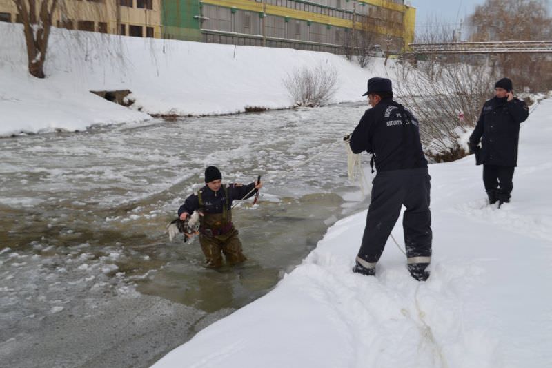 foto rațe sălbatice salvate de pompierii sibieni din apele înghețate ale râului cibin