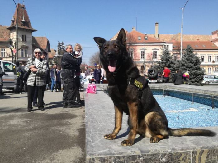 VIDEO FOTO - Ziua în care polițiștii au adus zâmbete și bucurie pe fețele sibienilor. Copiii au fost cei mai încântați