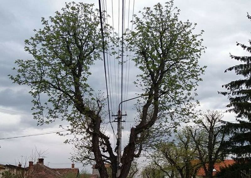 copacul în formă de inimă, atracția turiștilor în acest an la sibiu