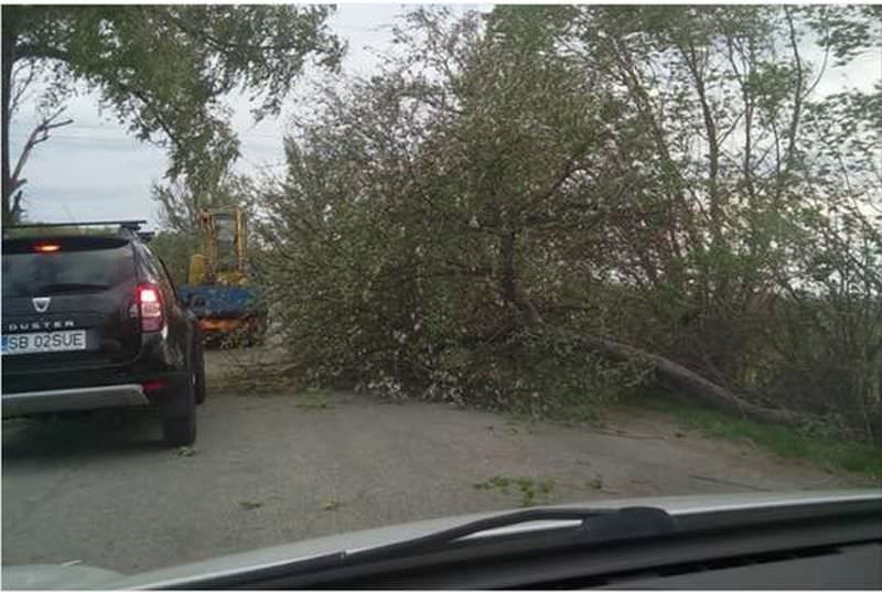 foto copaci căzuți pe valea oltului și pe drumul spre cisnădioara. dn14 blocat de un tir la sibiu