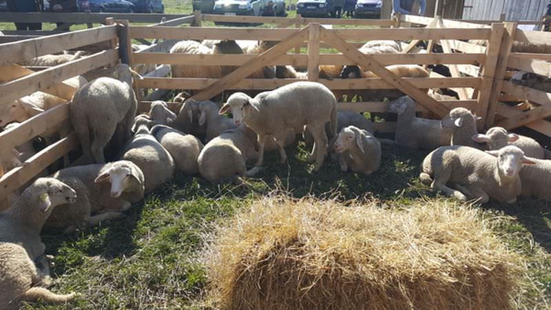 ofertă de paște la sibiu - cât costă mieii ecologici și cu cât se vinde carnea de miel la ciobanii din zonă