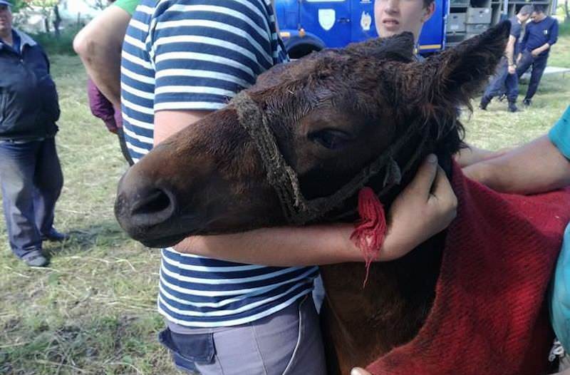 VIDEO FOTO – Mânz căzut într-o fântână, salvat în extremis de pompieri