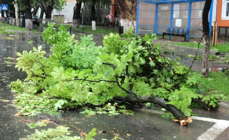 copac doborât de ploaie pe aleea petuniei în terezian