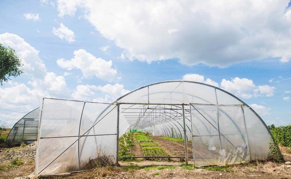 FOTO - Regatul legumelor fericite din ''Grădina Verde'' Sibiu. Povestea afacerii unor familii de sibieni e fabuloasă