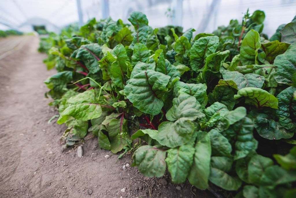 FOTO - Regatul legumelor fericite din ''Grădina Verde'' Sibiu. Povestea afacerii unor familii de sibieni e fabuloasă