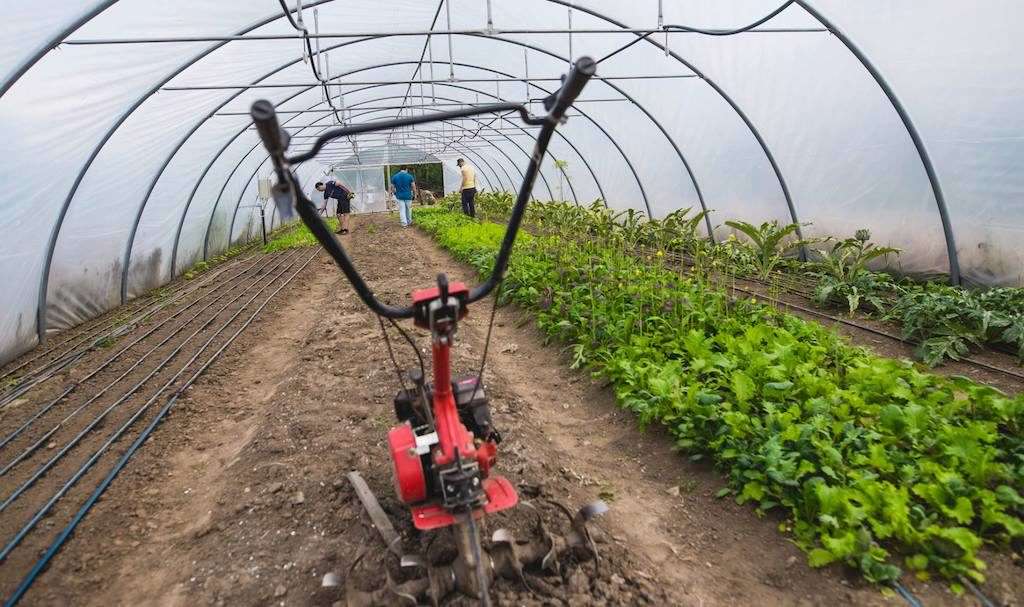 FOTO - Regatul legumelor fericite din ''Grădina Verde'' Sibiu. Povestea afacerii unor familii de sibieni e fabuloasă