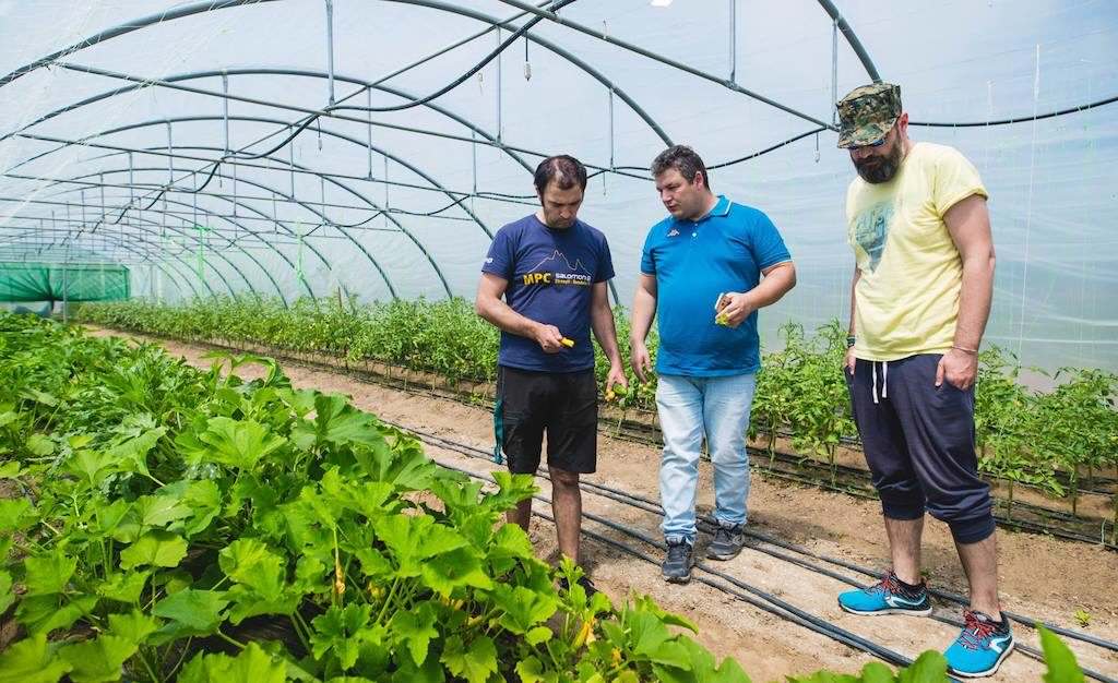 FOTO - Regatul legumelor fericite din ''Grădina Verde'' Sibiu. Povestea afacerii unor familii de sibieni e fabuloasă