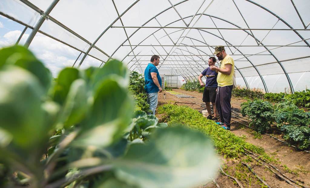 foto - regatul legumelor fericite din ''grădina verde'' sibiu. povestea afacerii unor familii de sibieni e fabuloasă