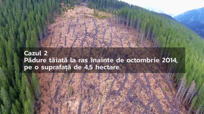 video foto – genocid forestier pe valea sadului. aproape 100 de hectare de pădure tăiate ilegal