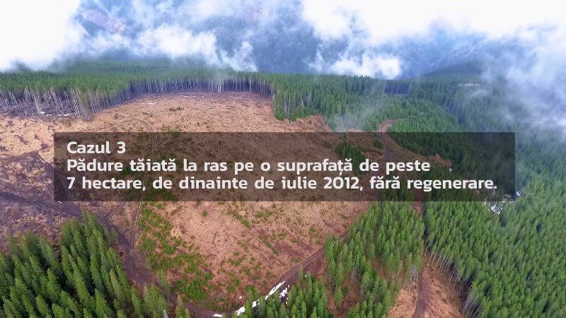 video foto – genocid forestier pe valea sadului. aproape 100 de hectare de pădure tăiate ilegal