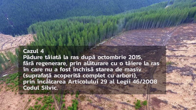 video foto – genocid forestier pe valea sadului. aproape 100 de hectare de pădure tăiate ilegal