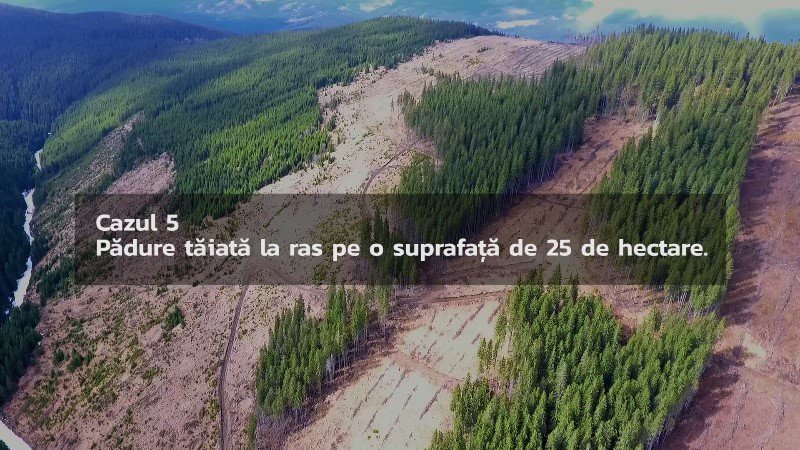 video foto – genocid forestier pe valea sadului. aproape 100 de hectare de pădure tăiate ilegal