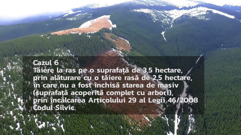 video foto – genocid forestier pe valea sadului. aproape 100 de hectare de pădure tăiate ilegal