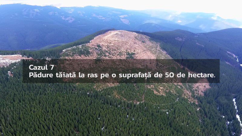 video foto – genocid forestier pe valea sadului. aproape 100 de hectare de pădure tăiate ilegal