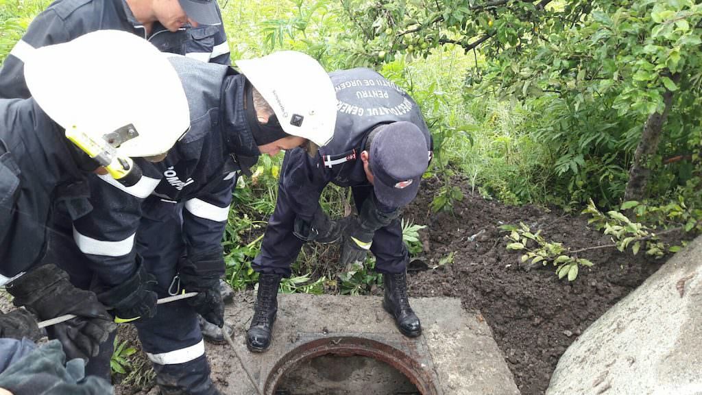 FOTO – Vițel căzut într-un canal în Broscărie. Pompierii l-au scos după o oră și jumătate