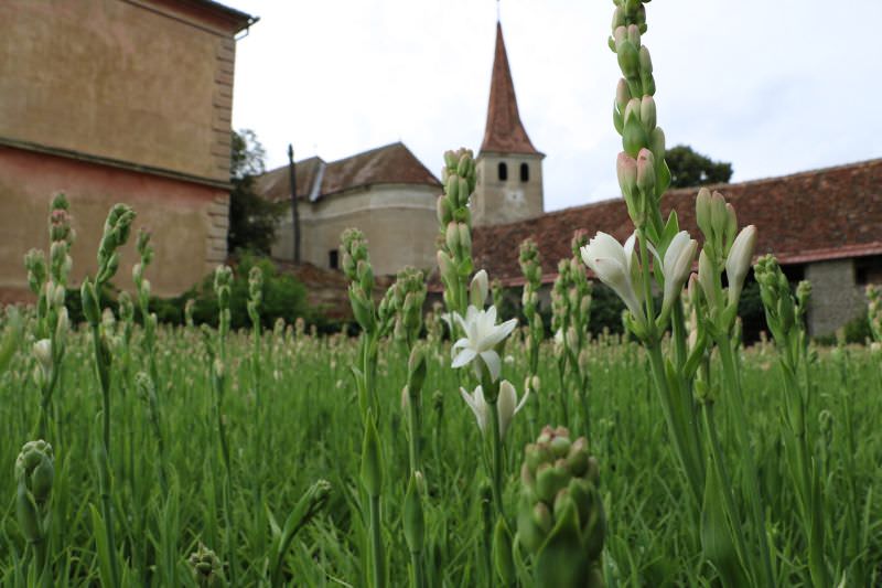 prima sărbătoare din românia dedicată tuberozelor are loc în județul sibiu