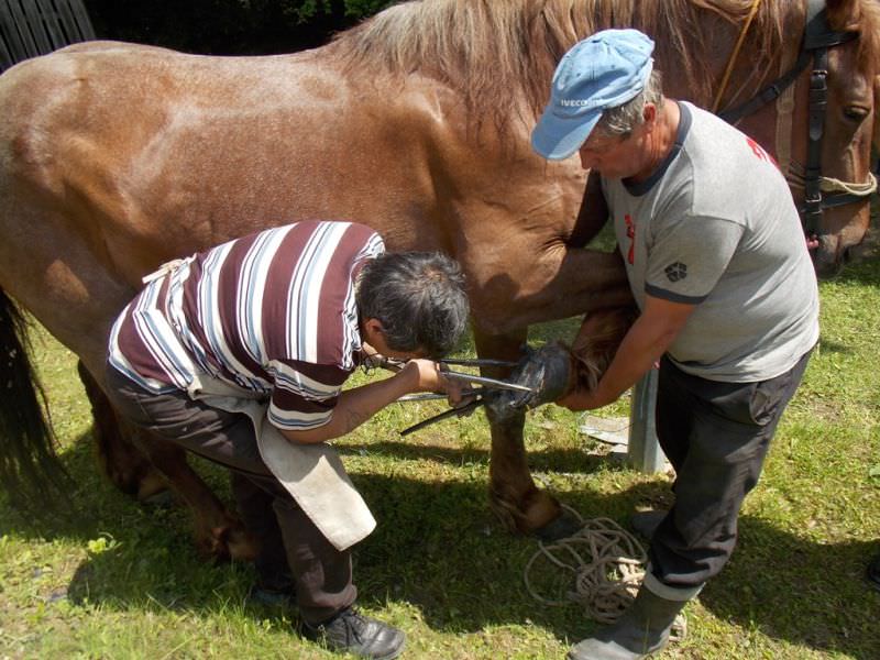 week-end plin la muzeul astra: târg tradițional și atelier de potcovit