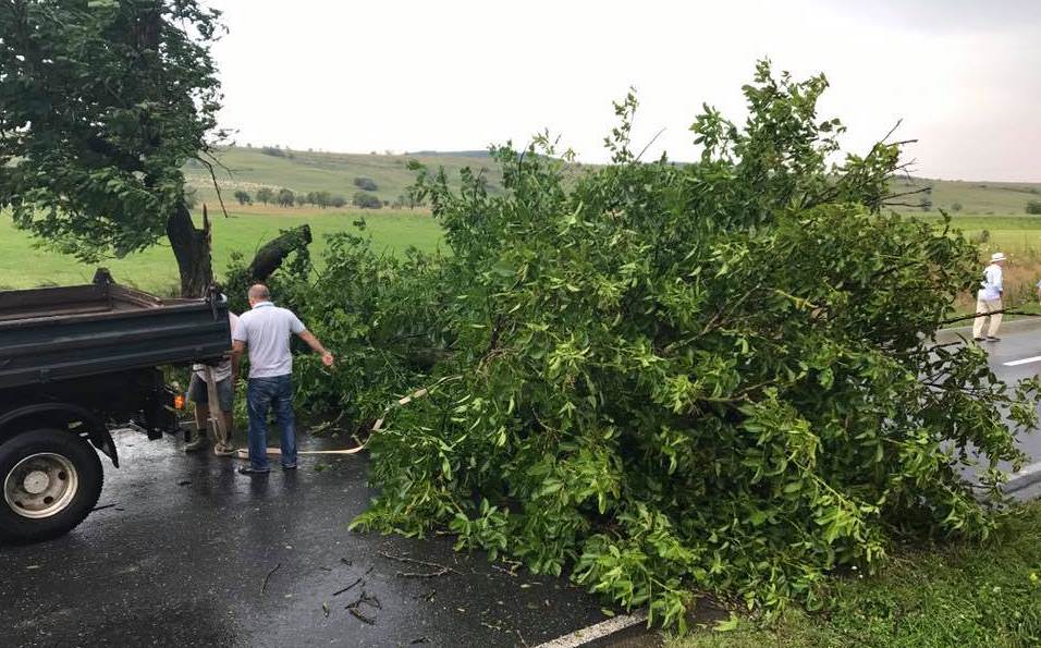 update foto - dj106 blocat de un copac căzut peste drum. a fost scos de pe drum de o camionetă