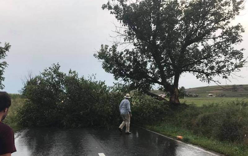 DN14 blocat de un copac căzut în apropiere de Valchid