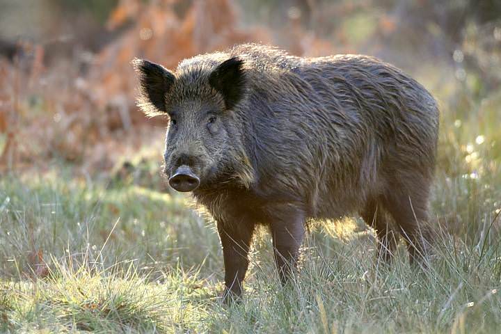 video - șapte porci mistreți omorâți de o mașină pe dj 106d între sibiu și cisnădie