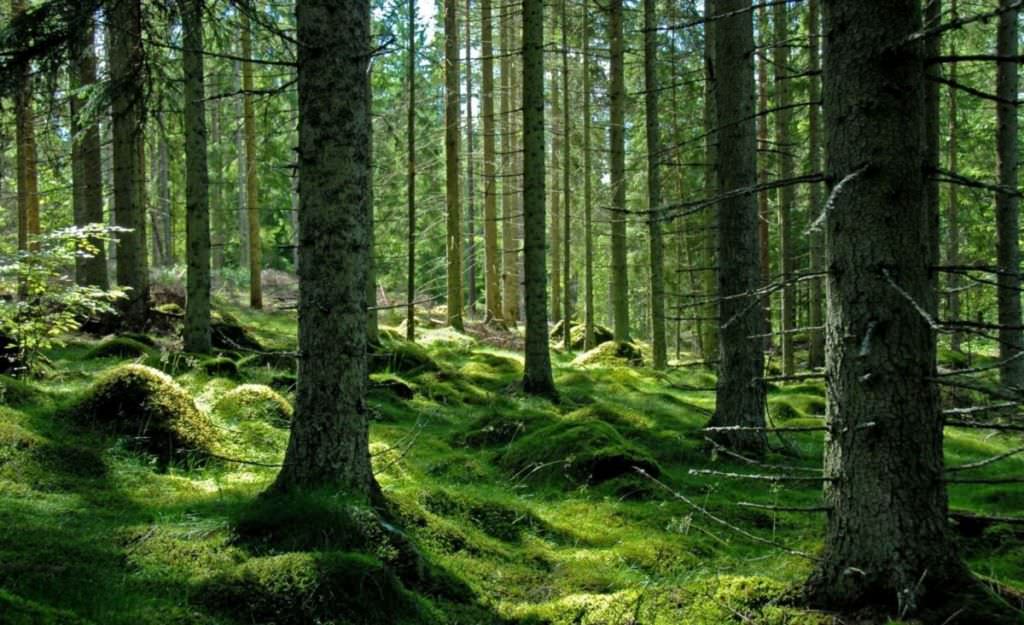 sibiul are peste 1.700 de hectare de pădure virgină. cel mai mult din toată românia