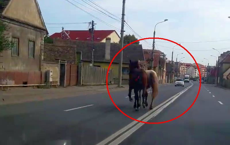 video – foto cai la plimbare pe străzile din sibiu. au fost filmați pe alba iulia