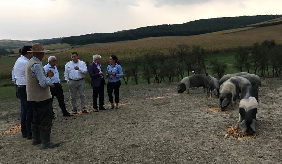 video – ministru agriculturii laudă rasa de porc de bazna. a mâncat jambon din portbagajul unei mașini