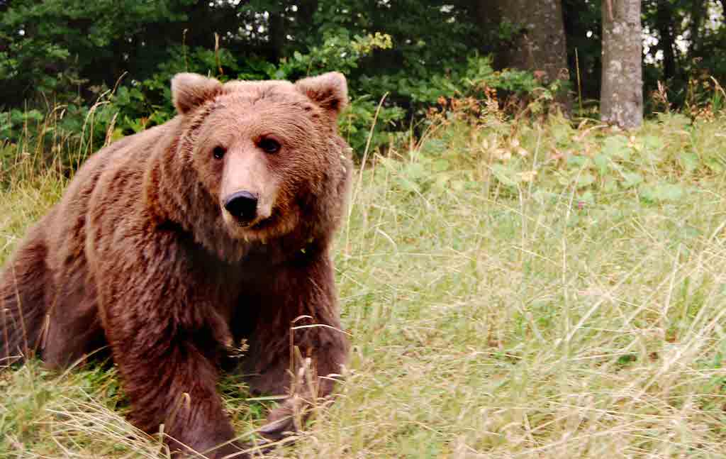 VIDEO - FOTO Un urs face prăpăd într-un sat de lângă Sibiu. Oamenii cer împușcarea acestuia