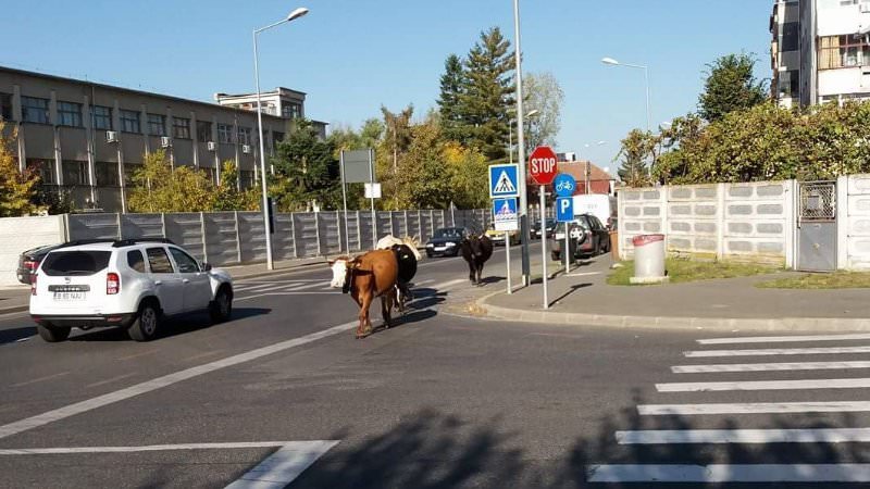 foto - vaci la plimbare prin sibiu pe o stradă principală