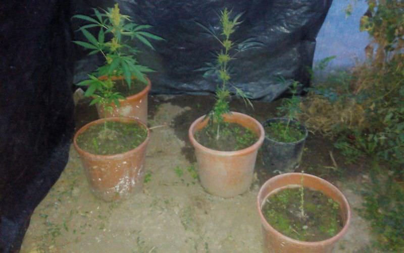 Plantație de cannabis descoperită la 130 de kilometri de Sibiu