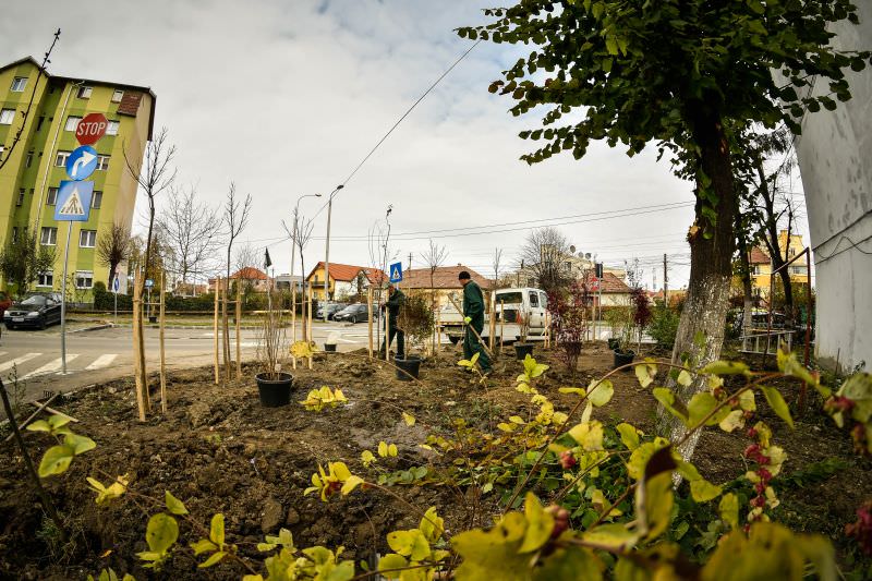 mii de arbori de toamnă plantați în sibiu de primărie