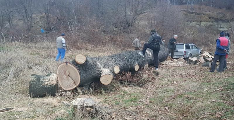 foto patru bărbați din axente sever prinși chiar când tăiau copacii