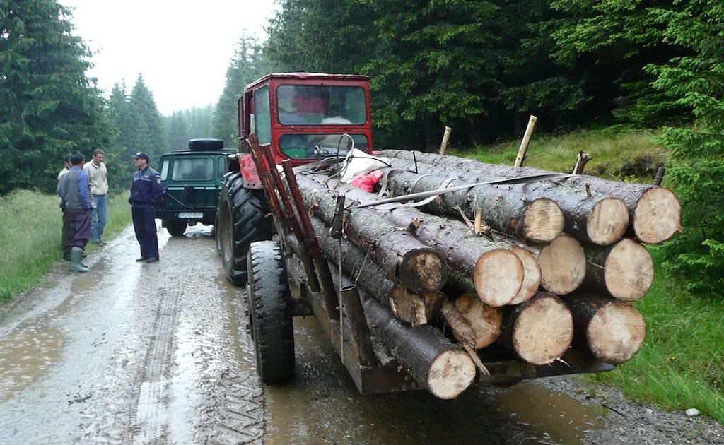 scutul pădurii în acțiune. cinci localnici din valchid prinși cu stejar tăiat ilegal