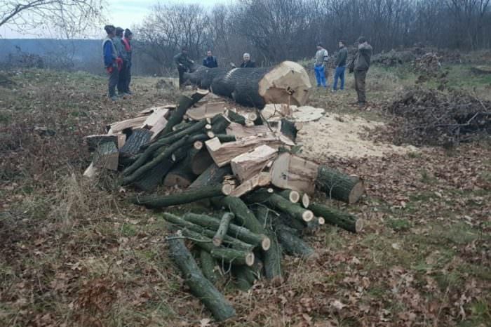 foto patru bărbați din axente sever prinși chiar când tăiau copacii