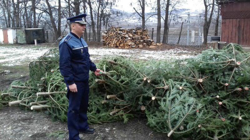 razie la sadu și râu sadului - au fost găsiți mai mulți brazi abandonați