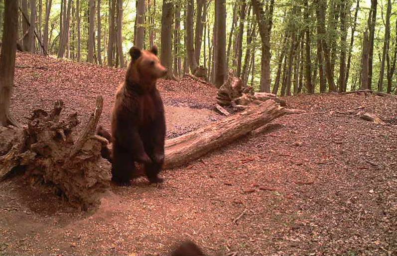 foto video sibian arestat pentru braconaj de urși. arme letale și trofee găsite acasă la acesta