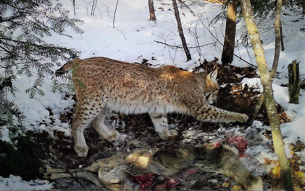 imagini rare - un râs devorează o căprioară în pădurile din zona avrigului